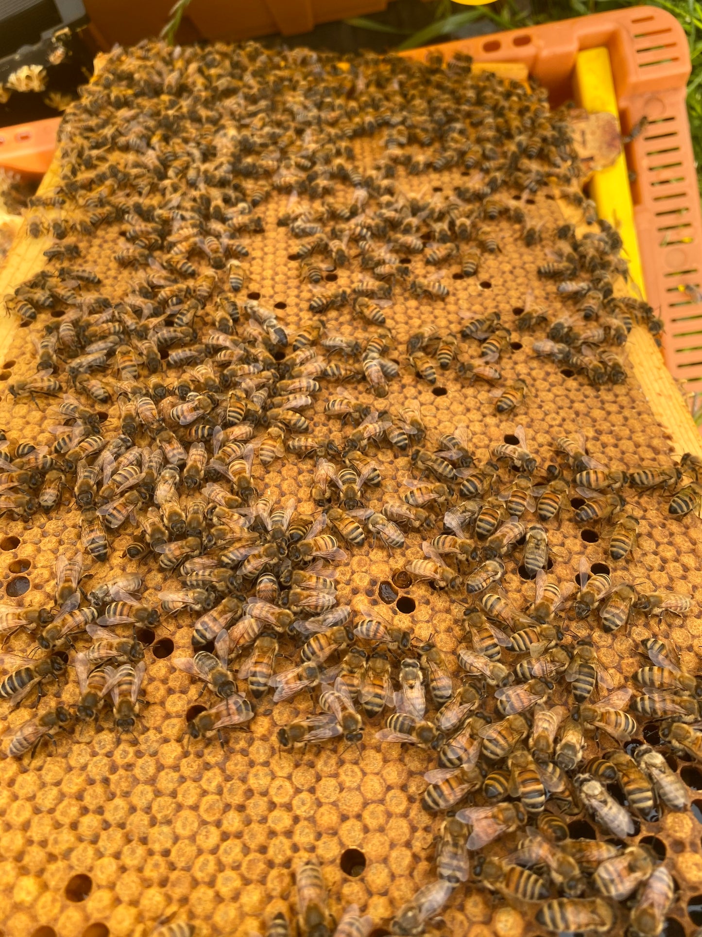 4 frame nucs of honeybees for spring 2024